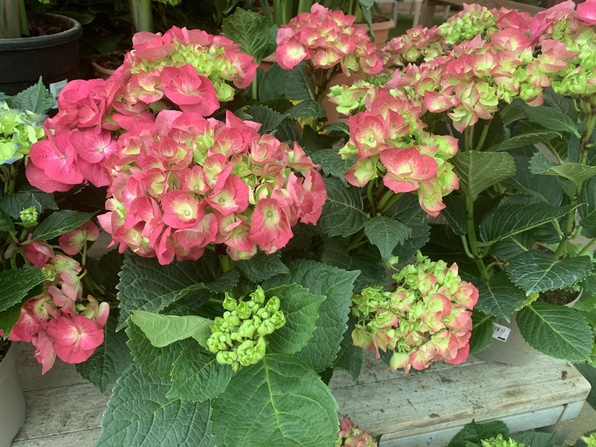 Hortènsies
